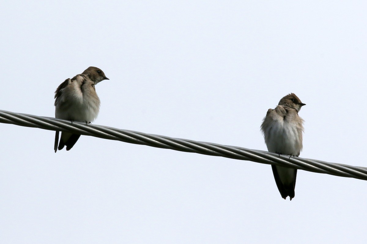 Northern Rough-winged Swallow - ML617832312
