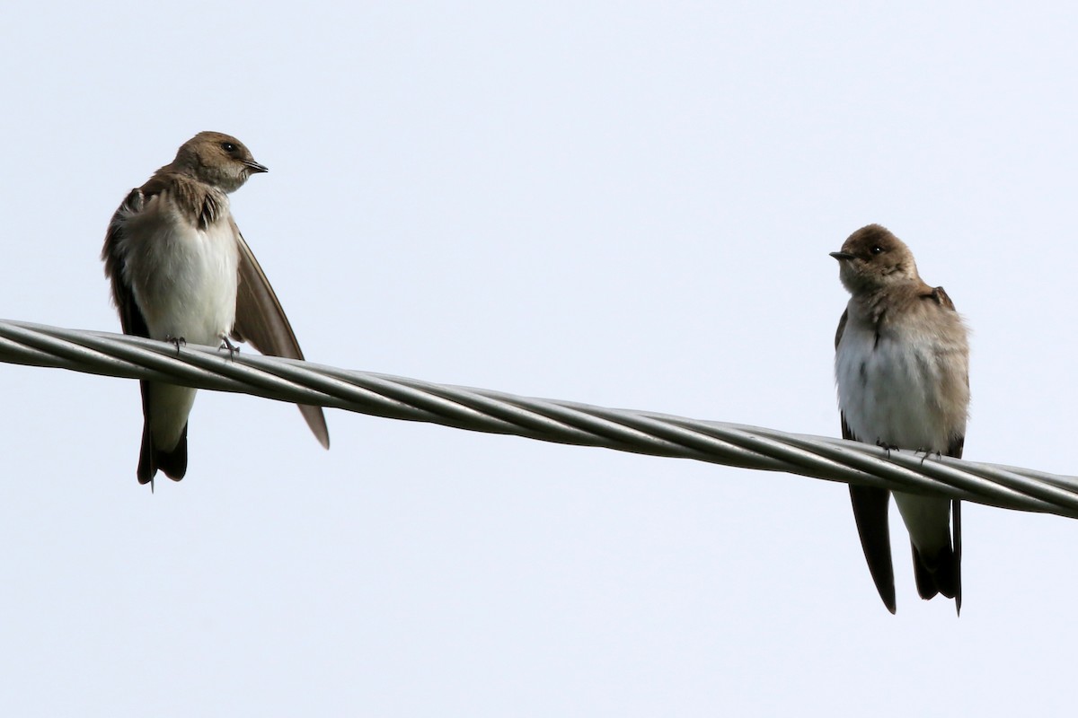 Northern Rough-winged Swallow - ML617832314