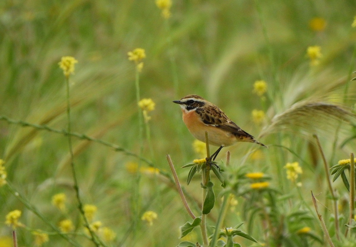 Whinchat - ML617832389