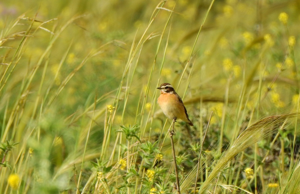 Whinchat - ML617832391