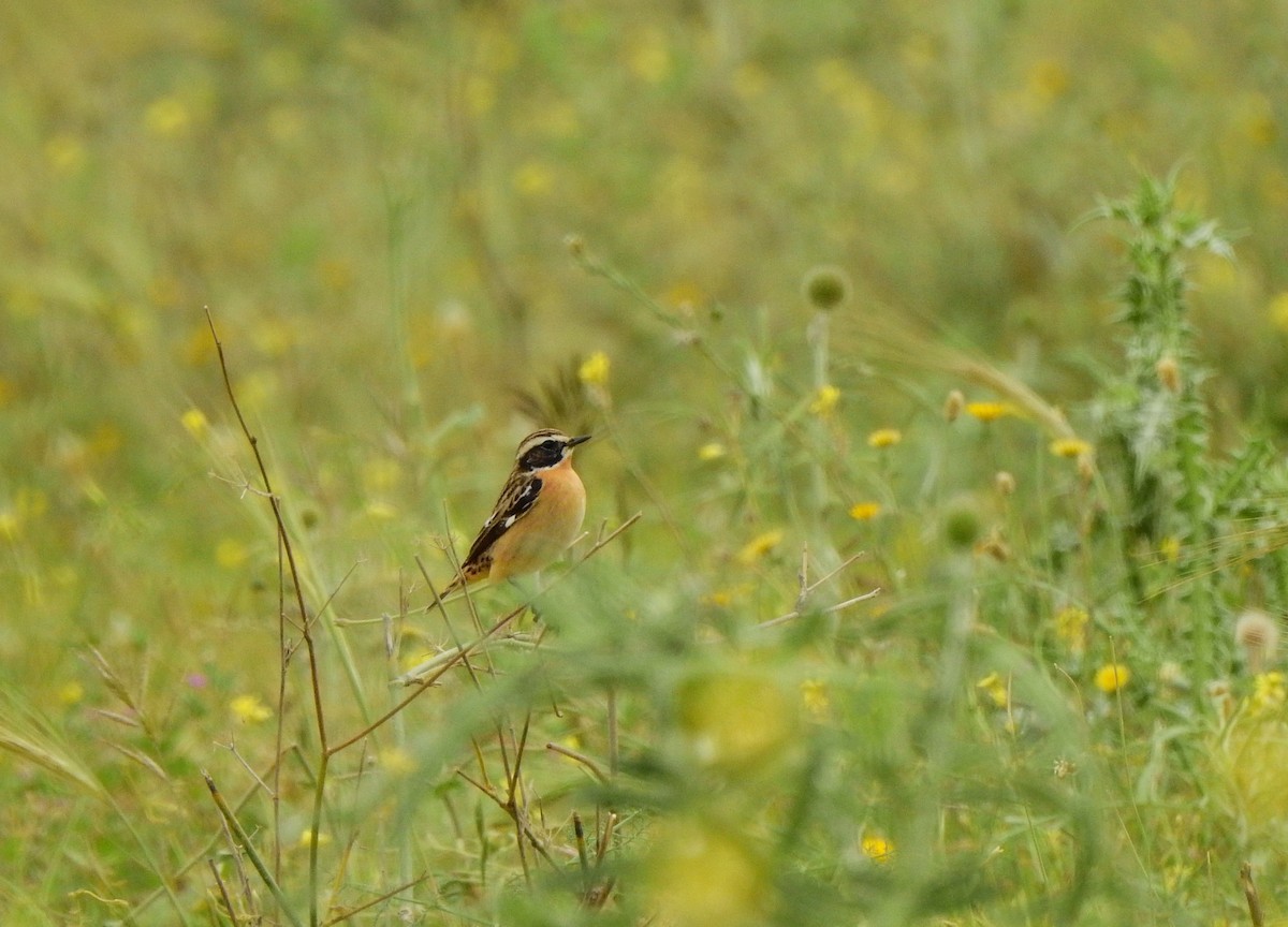 Whinchat - ML617832392