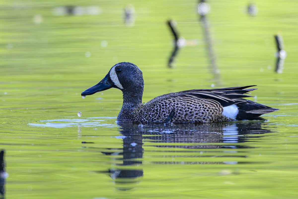 Blue-winged Teal - ML617832520