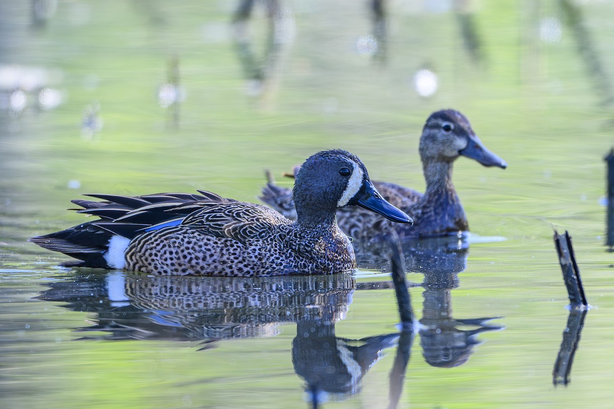 Blue-winged Teal - ML617832521