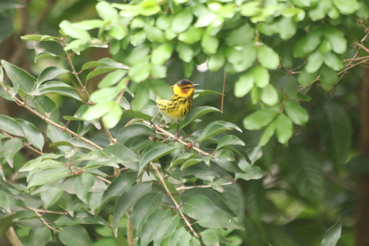 Cape May Warbler - ML617832546