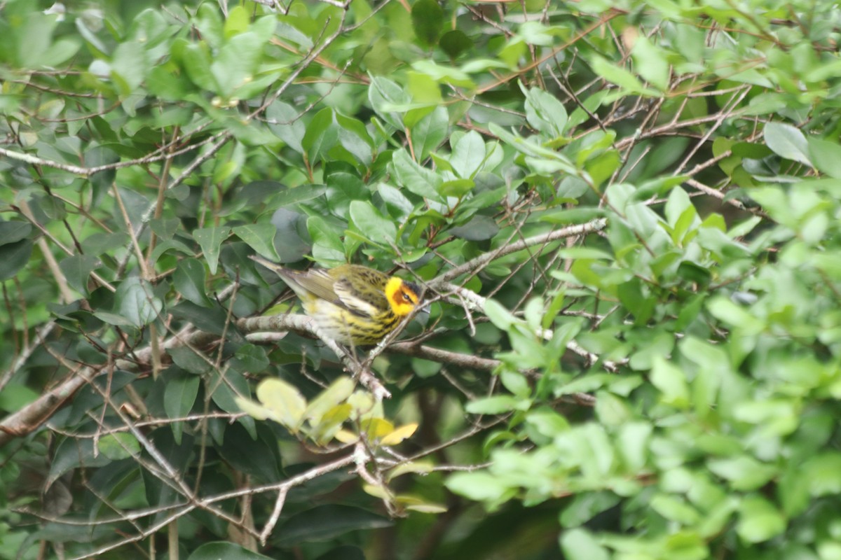 Cape May Warbler - ML617832548