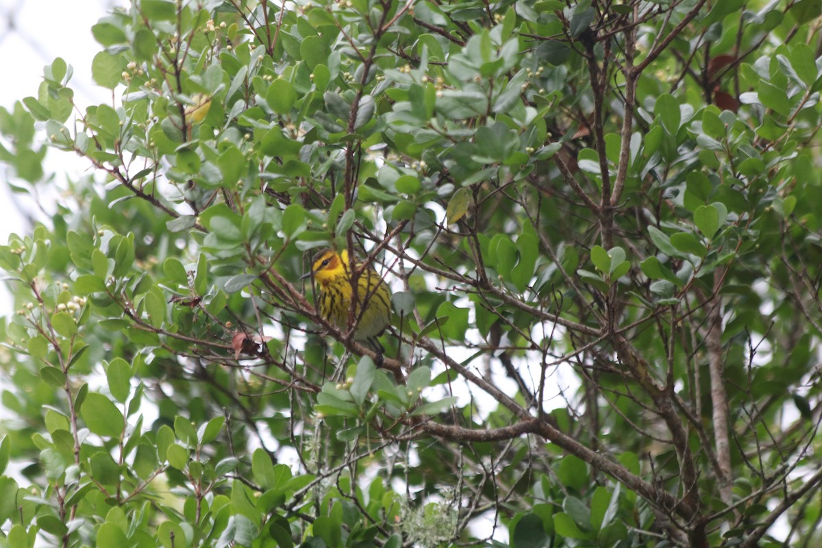Cape May Warbler - ML617832549