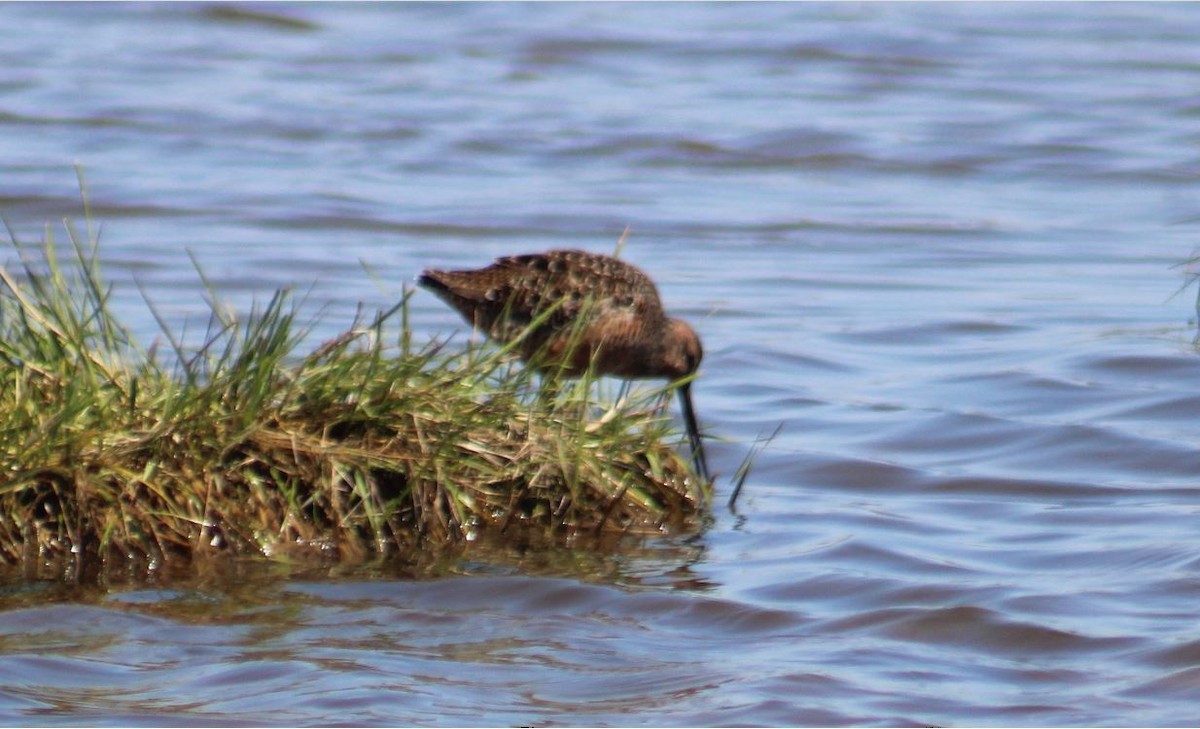 Long-billed Dowitcher - ML617832572