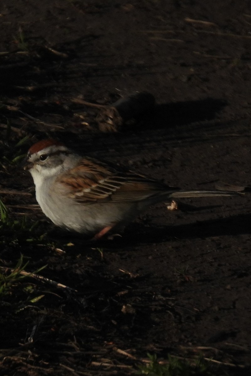 Chipping Sparrow - ML617832602