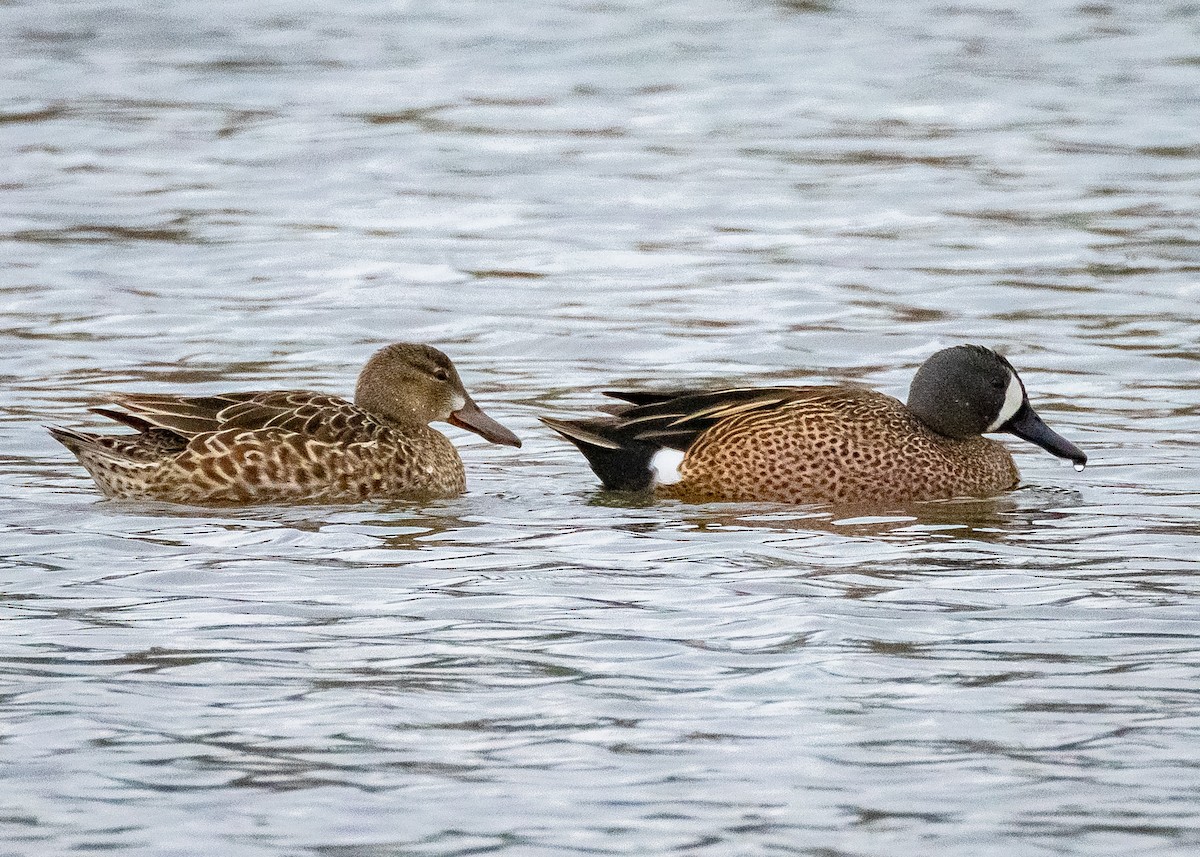 Blue-winged Teal - ML617832633