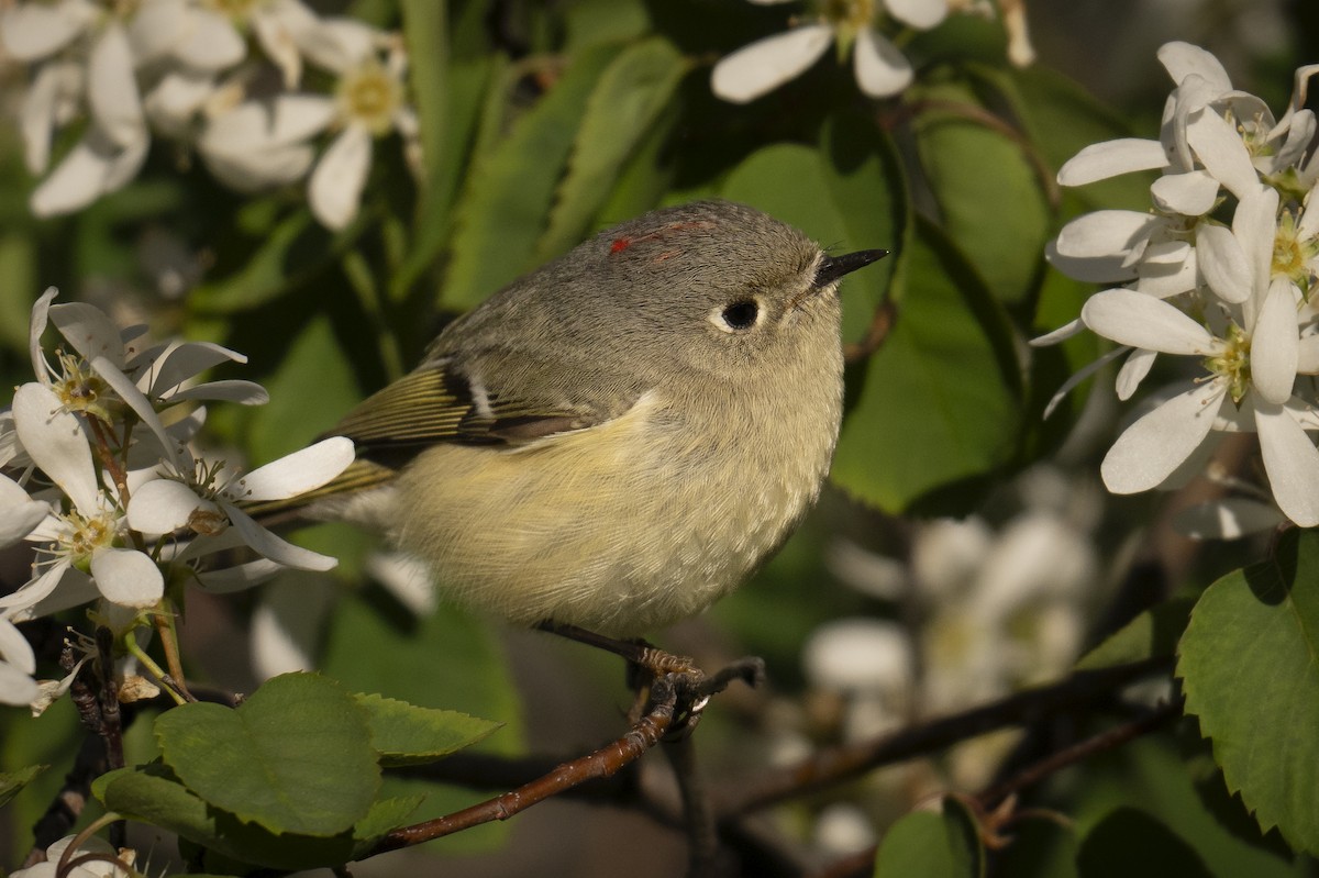 Ruby-crowned Kinglet - Ian Routley