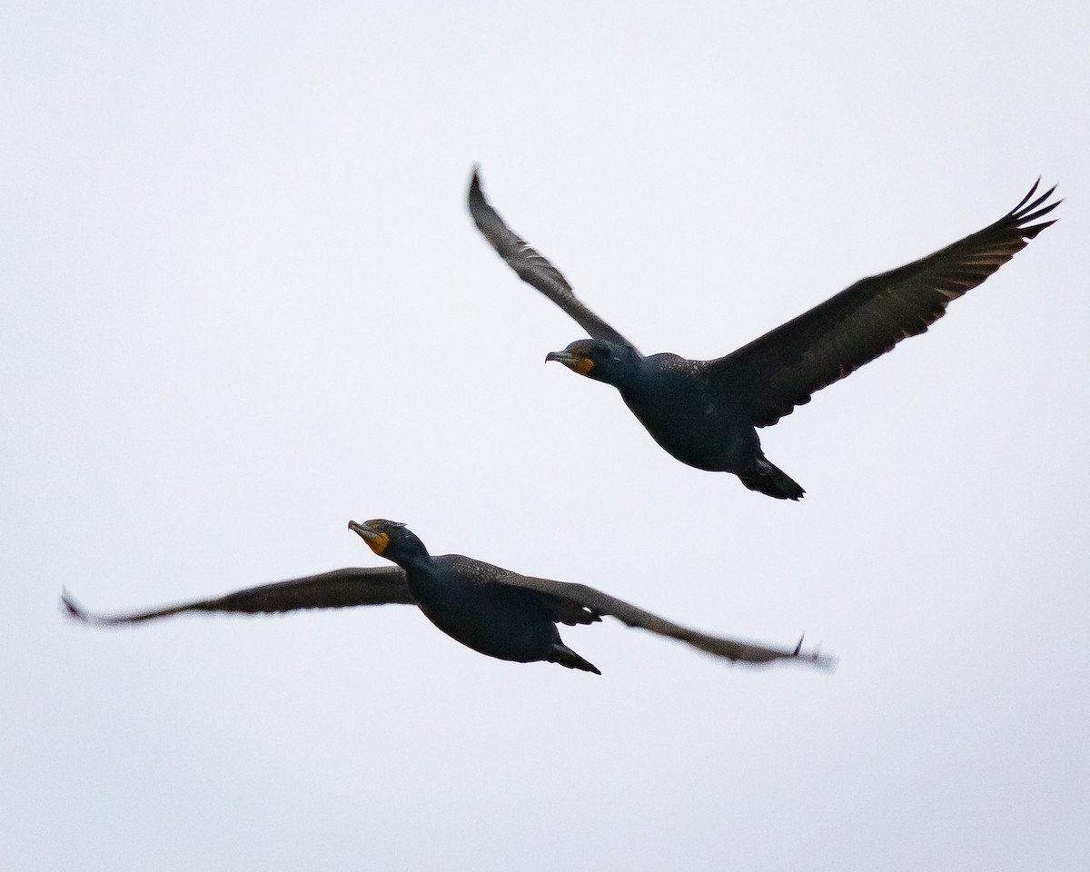 Double-crested Cormorant - Sasi Akkiraju