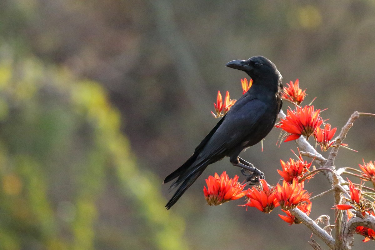 Large-billed Crow - LALIT MOHAN BANSAL