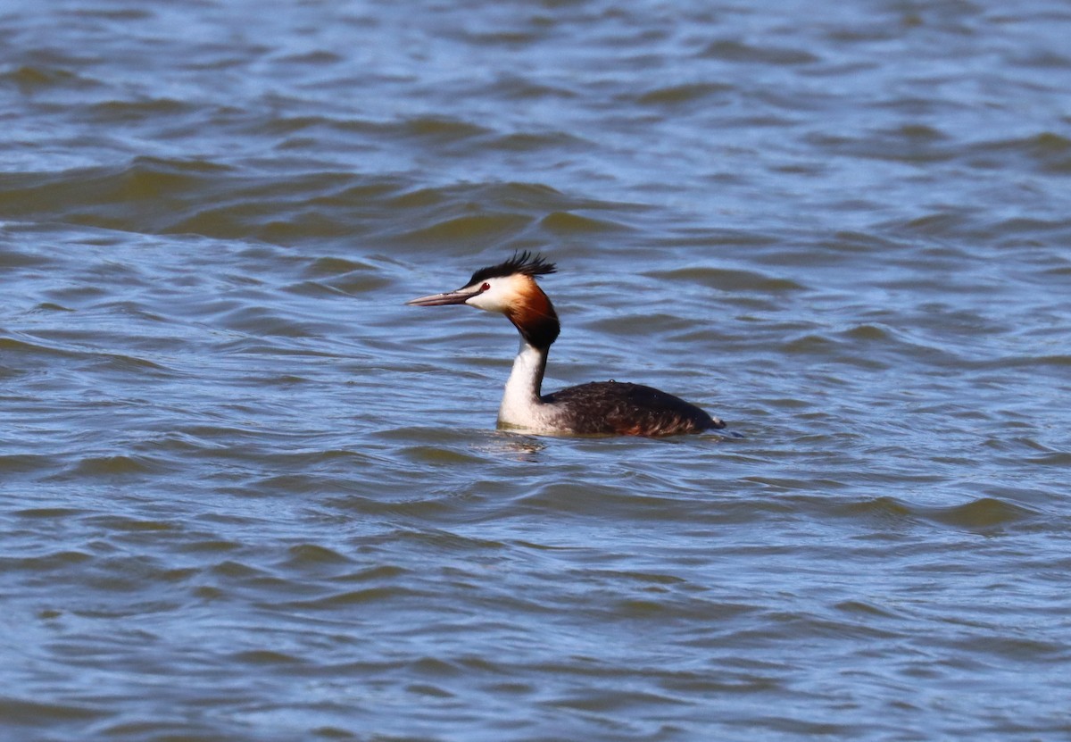 Great Crested Grebe - ML617832751