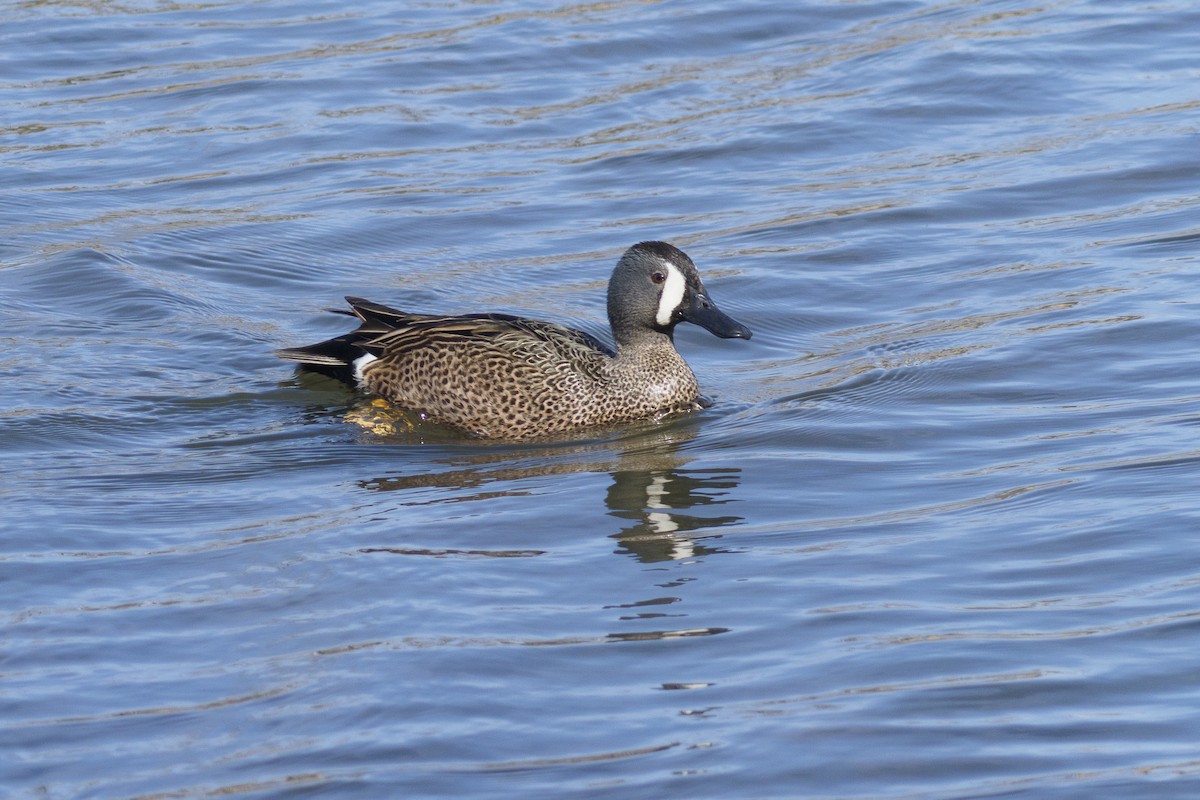 Blue-winged Teal - ML617832842