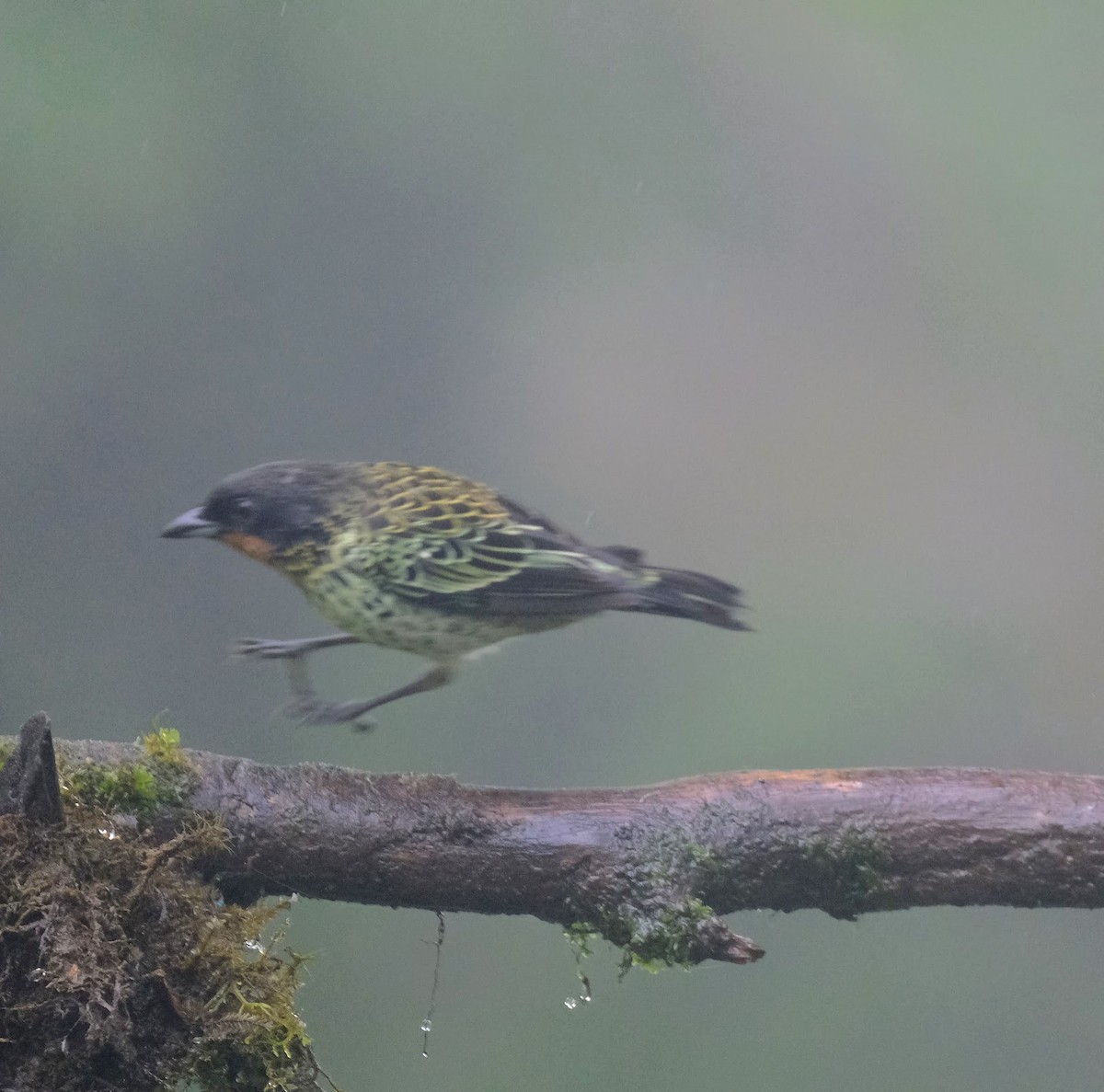 Rufous-throated Tanager - ML617832916
