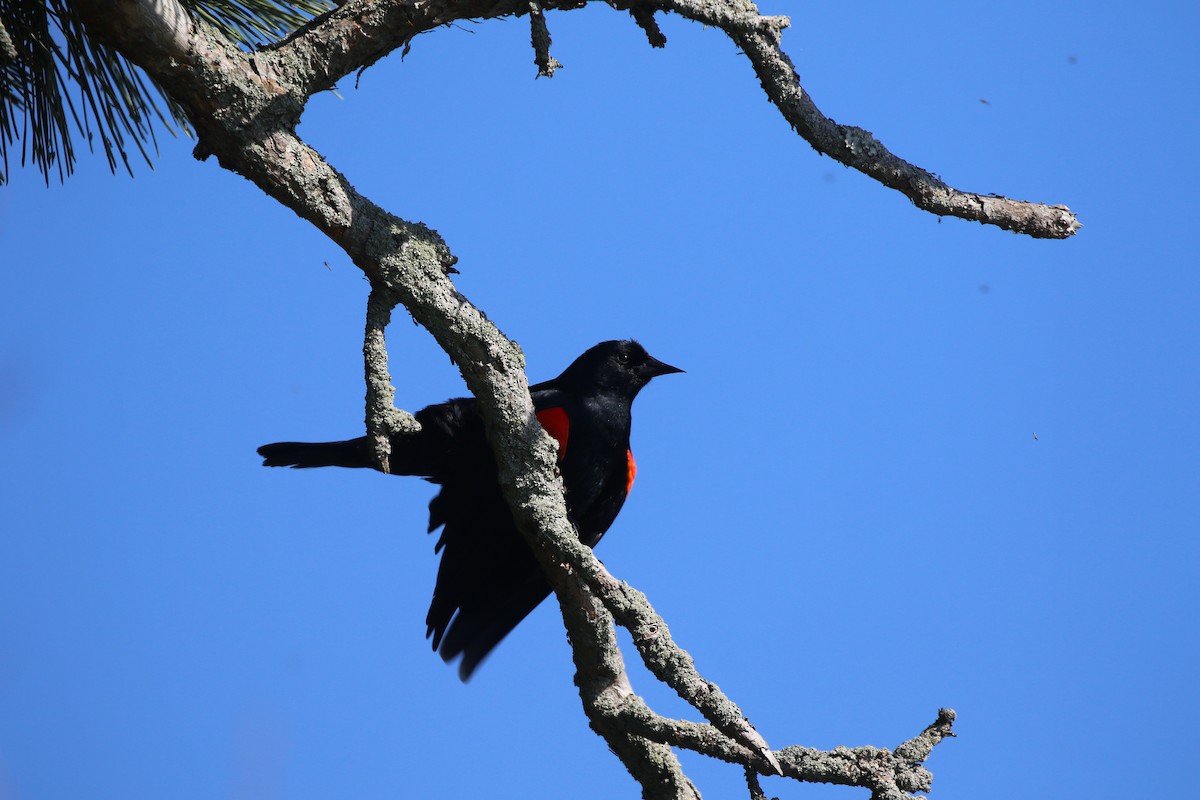 Red-winged Blackbird - ML617832943
