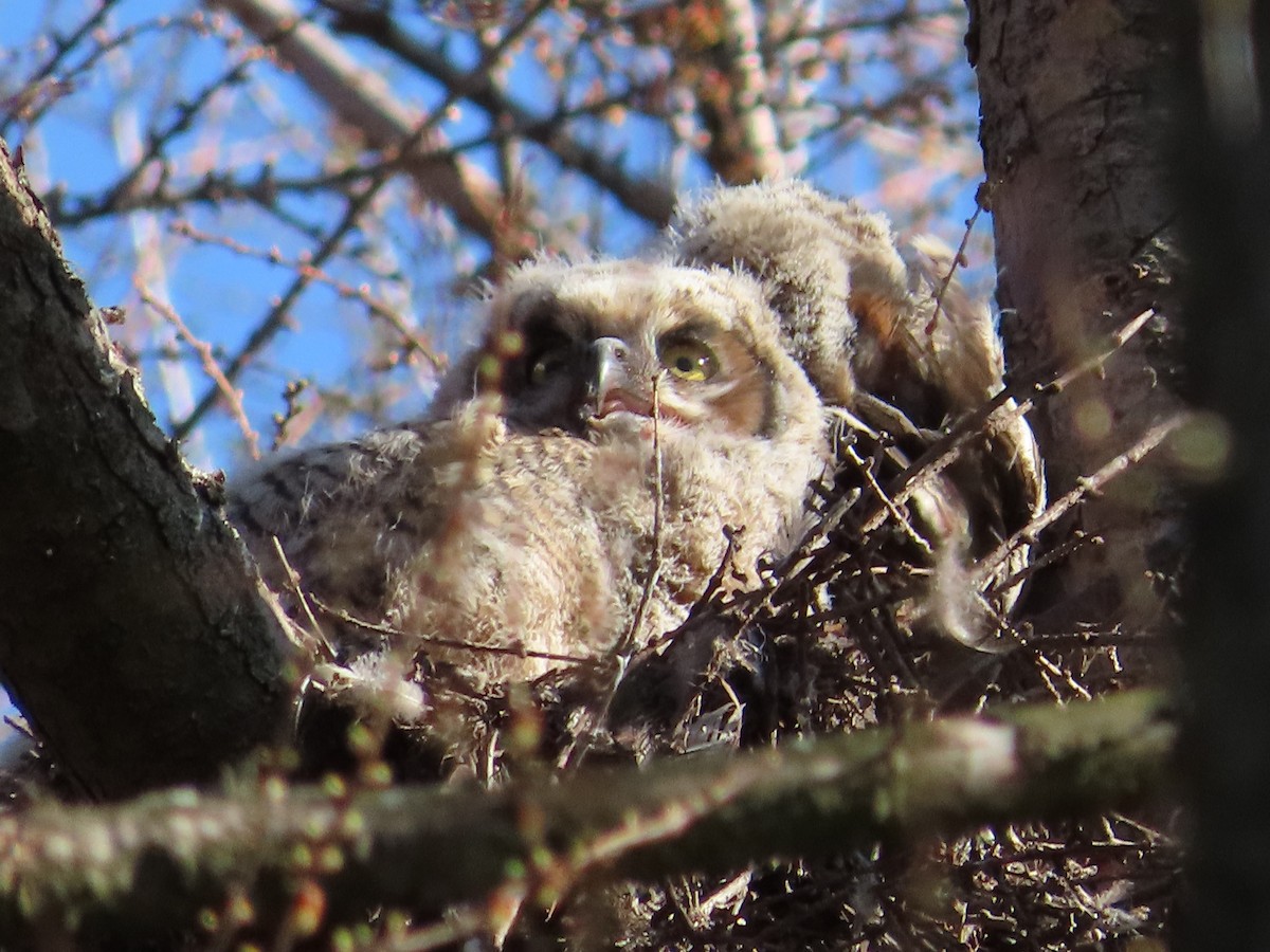 Great Horned Owl - ML617832970