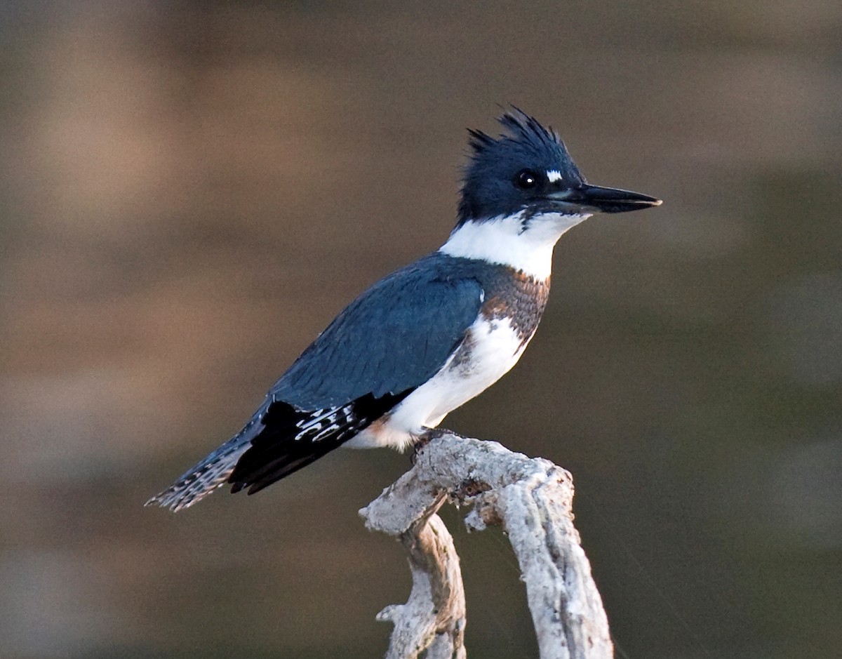 Belted Kingfisher - ML617833030