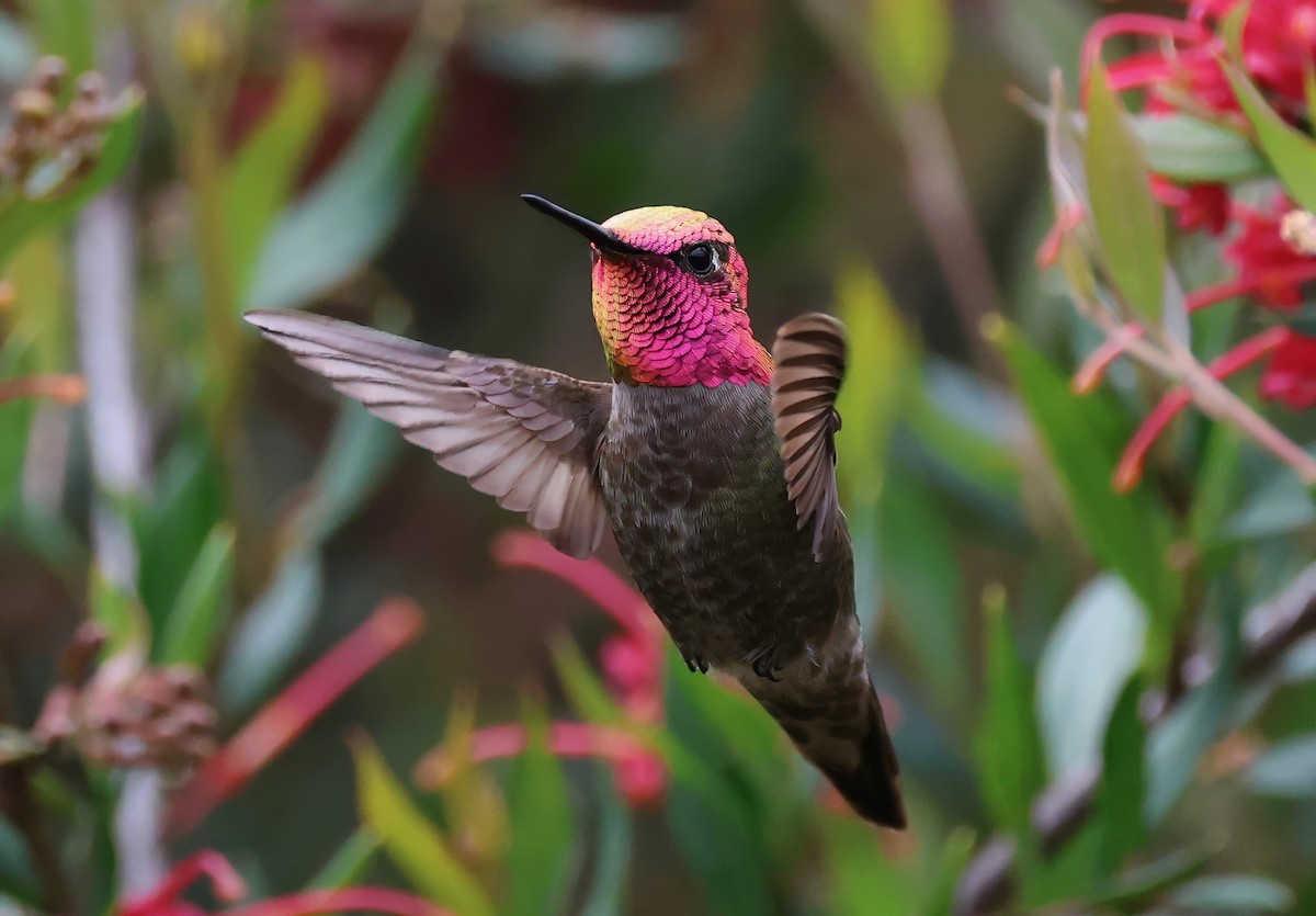 Anna's Hummingbird - ML617833040