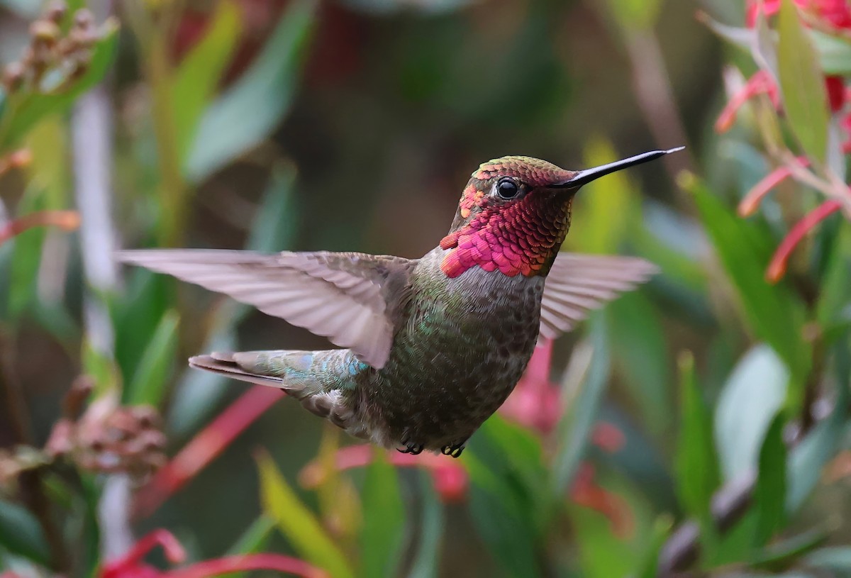 Anna's Hummingbird - ML617833045