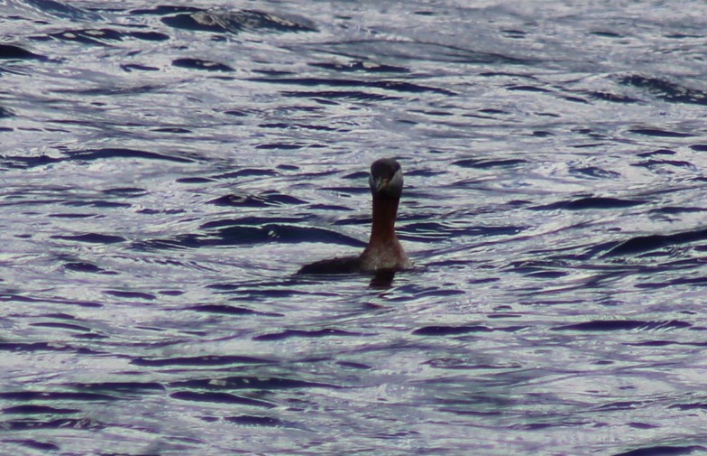 Red-necked Grebe - ML617833076