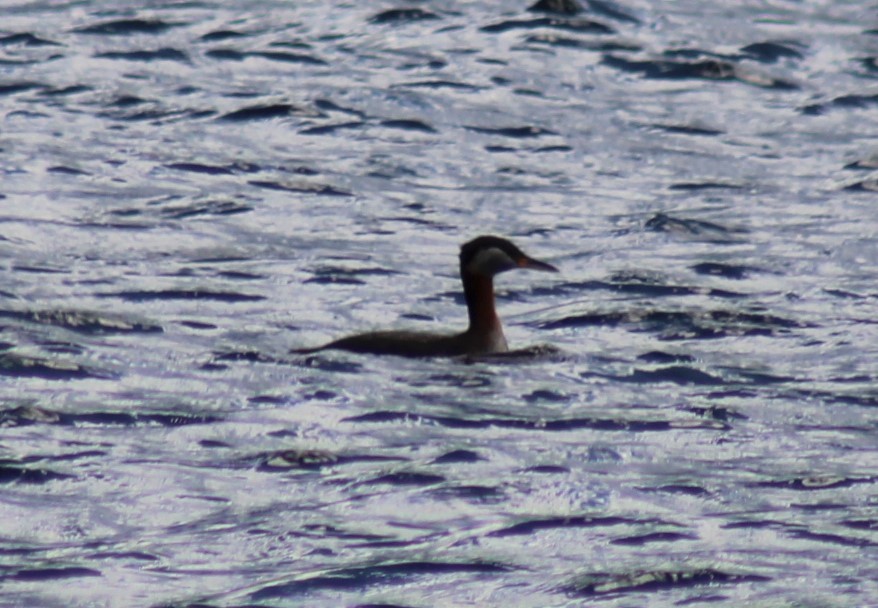 Red-necked Grebe - ML617833077