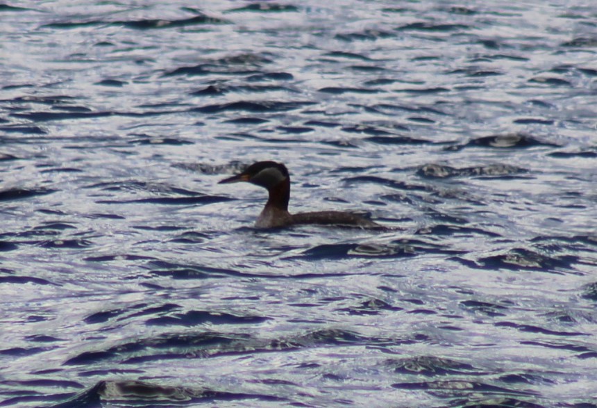 Red-necked Grebe - ML617833078