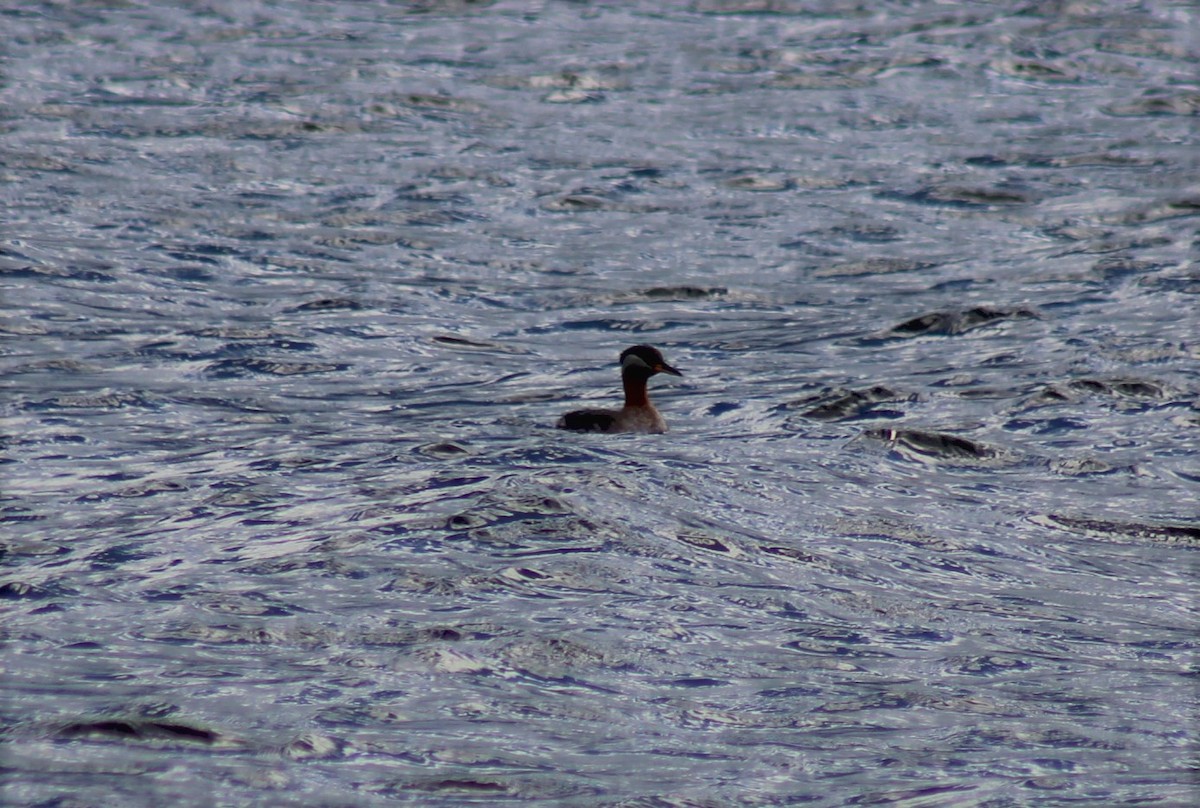 Red-necked Grebe - ML617833080