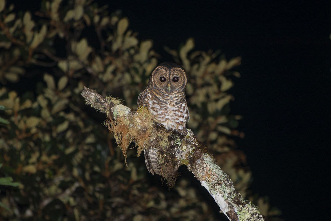 Rusty-barred Owl - Alido junior