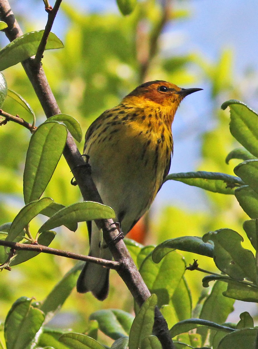 Cape May Warbler - ML617833170