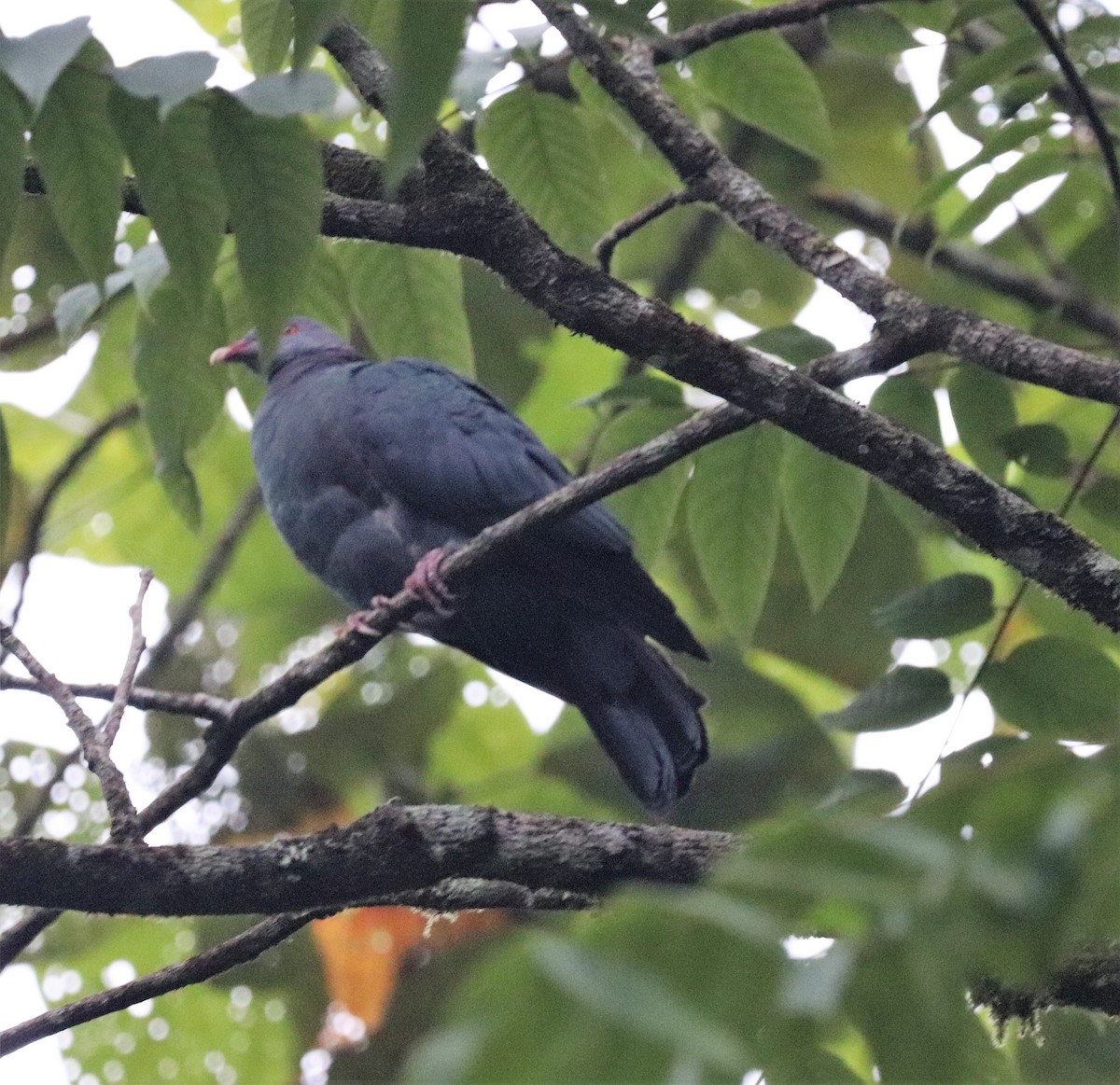 Black-naped Fruit-Dove - ML617833204