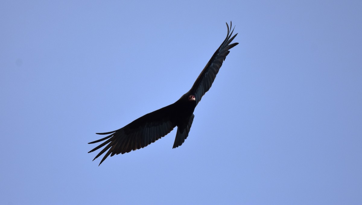 Turkey Vulture - ML617833301