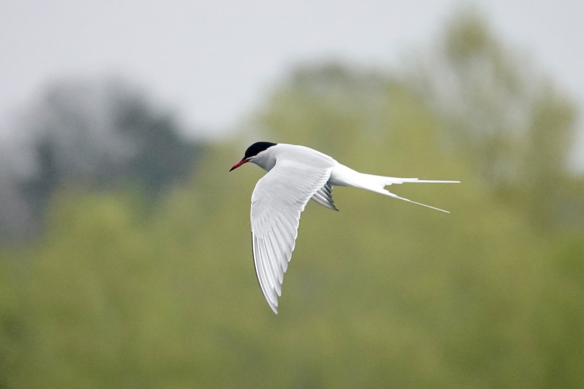 Common Tern - David Ratcliffe