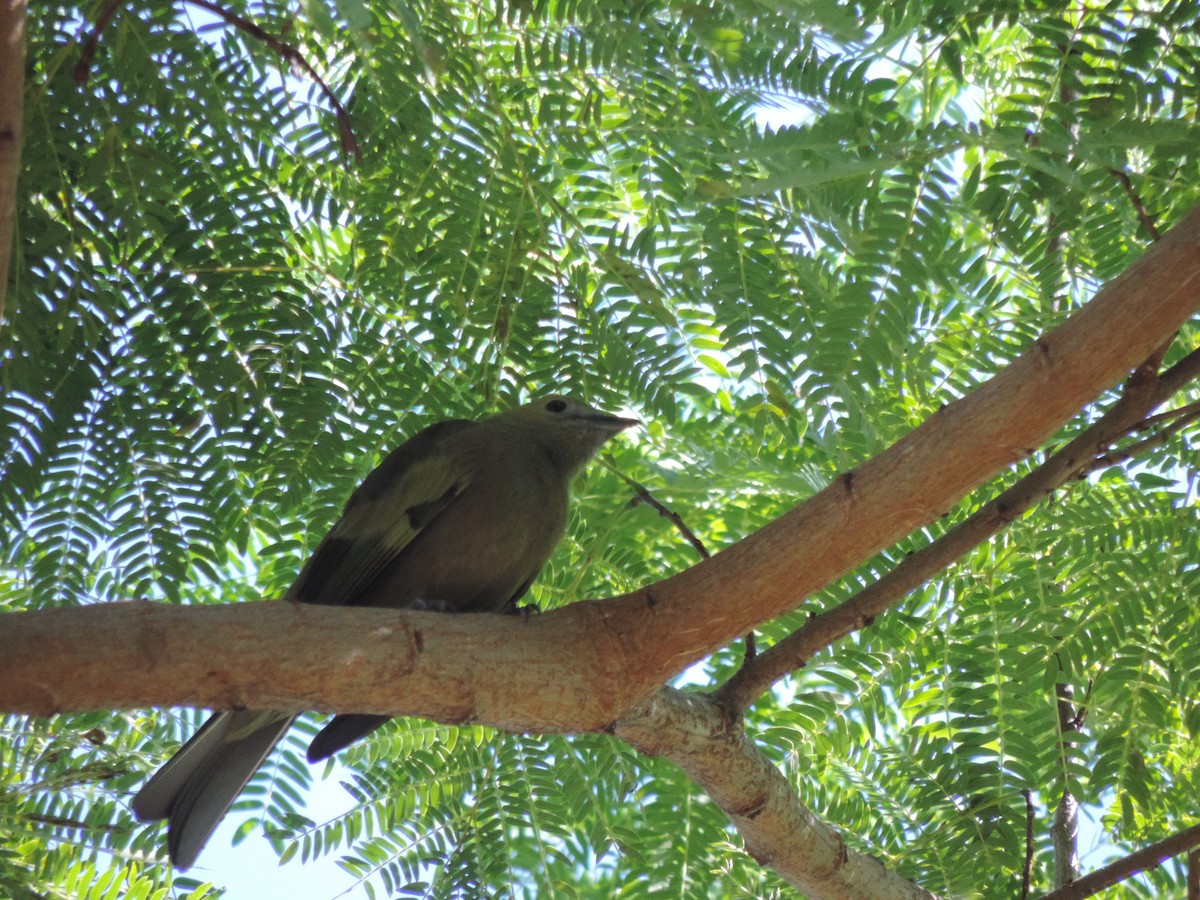 Palm Tanager - ML617833549