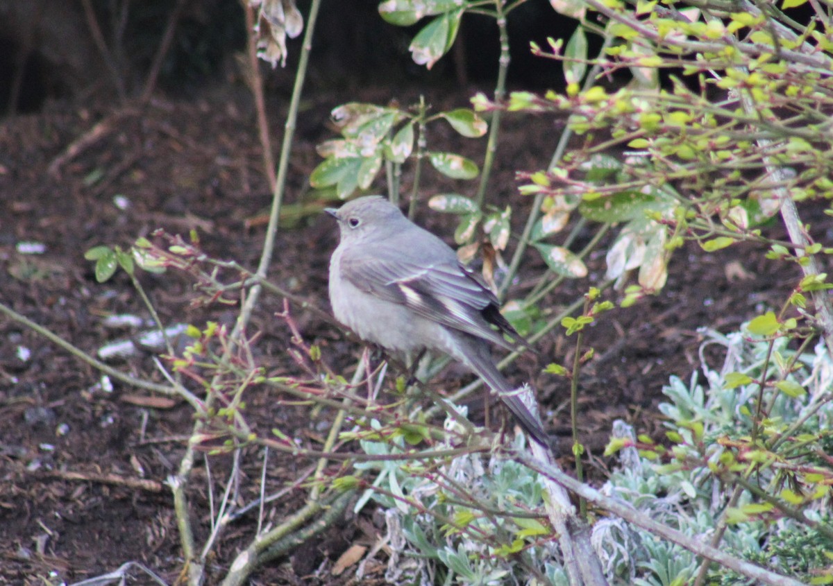 Townsend's Solitaire - ML617833582