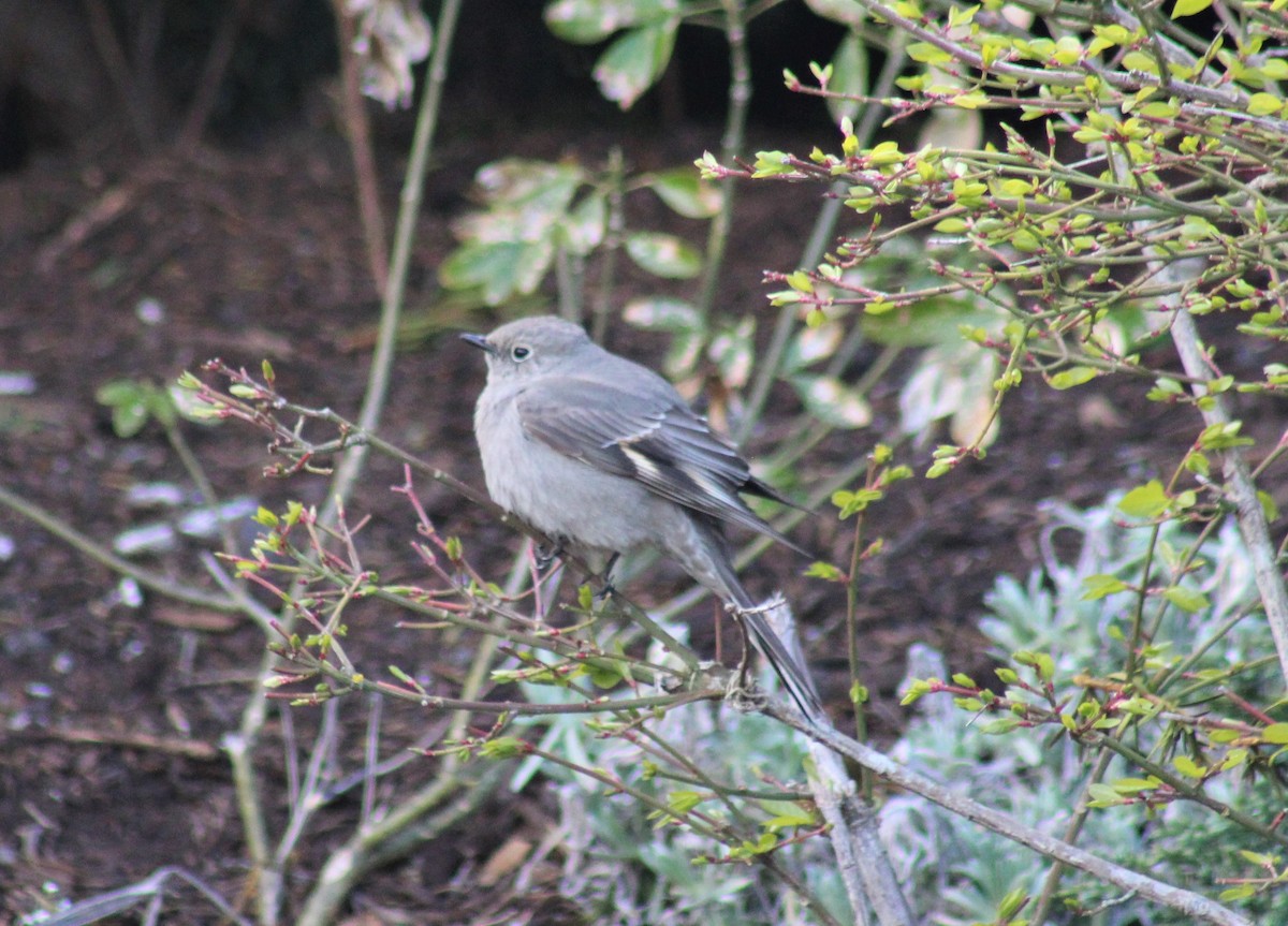 Townsend's Solitaire - ML617833583