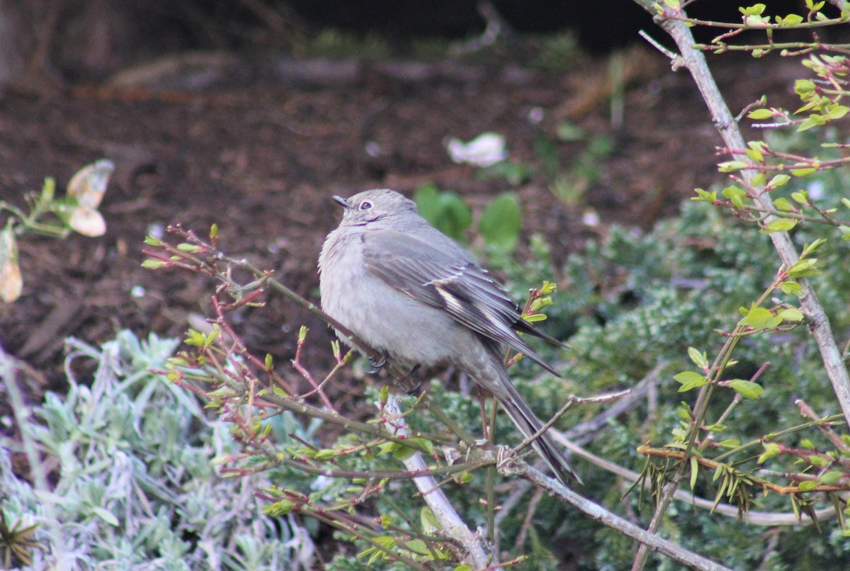 Townsend's Solitaire - ML617833584