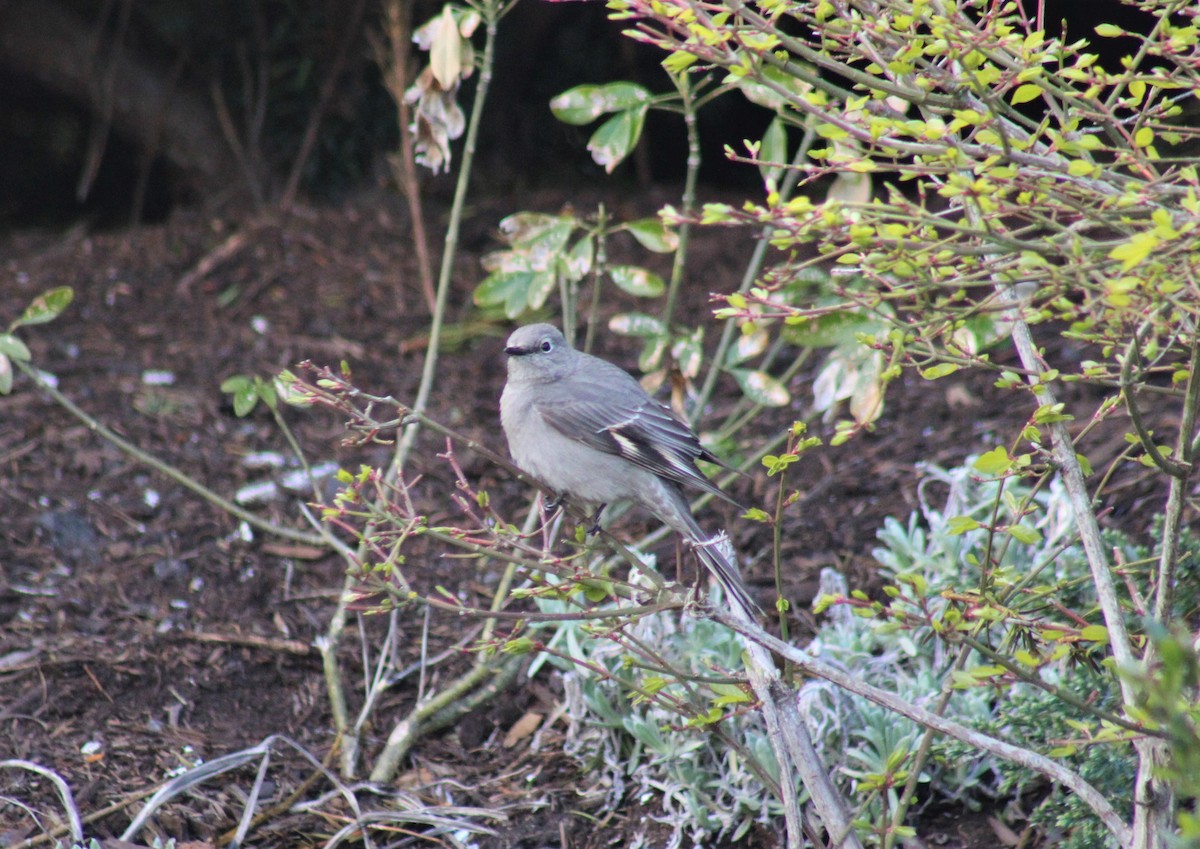 Townsend's Solitaire - ML617833585