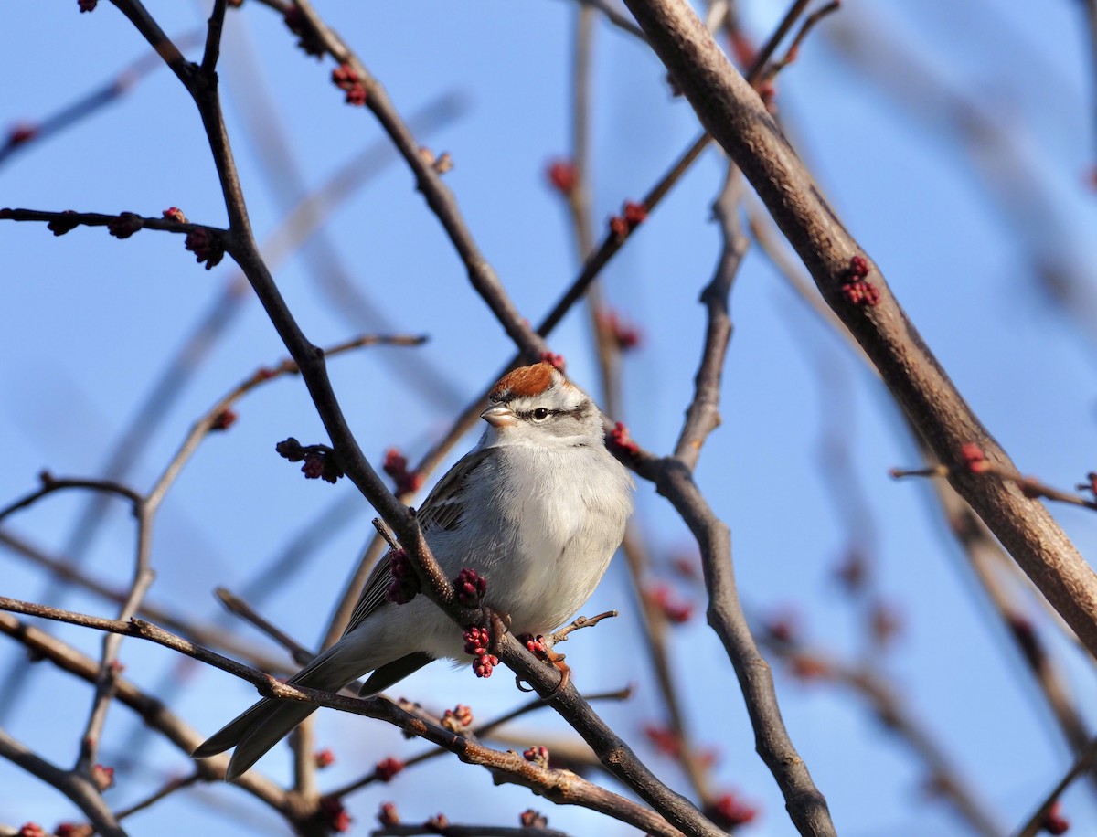 Chipping Sparrow - Bob & Anne-Marie Taylor
