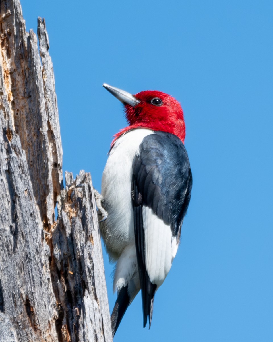 Red-headed Woodpecker - ML617833720