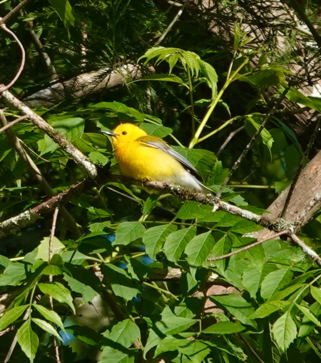 Prothonotary Warbler - ML617833755