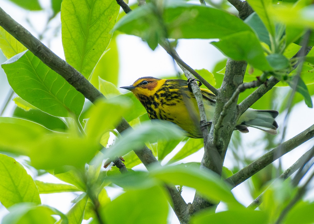 Cape May Warbler - ML617833773