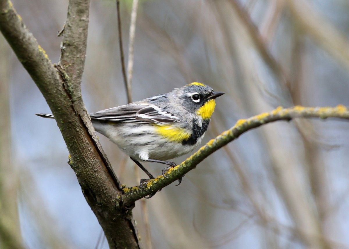 Yellow-rumped Warbler (Audubon's) - ML617833778