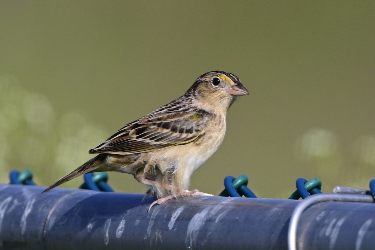Grasshopper Sparrow - Yves Darveau