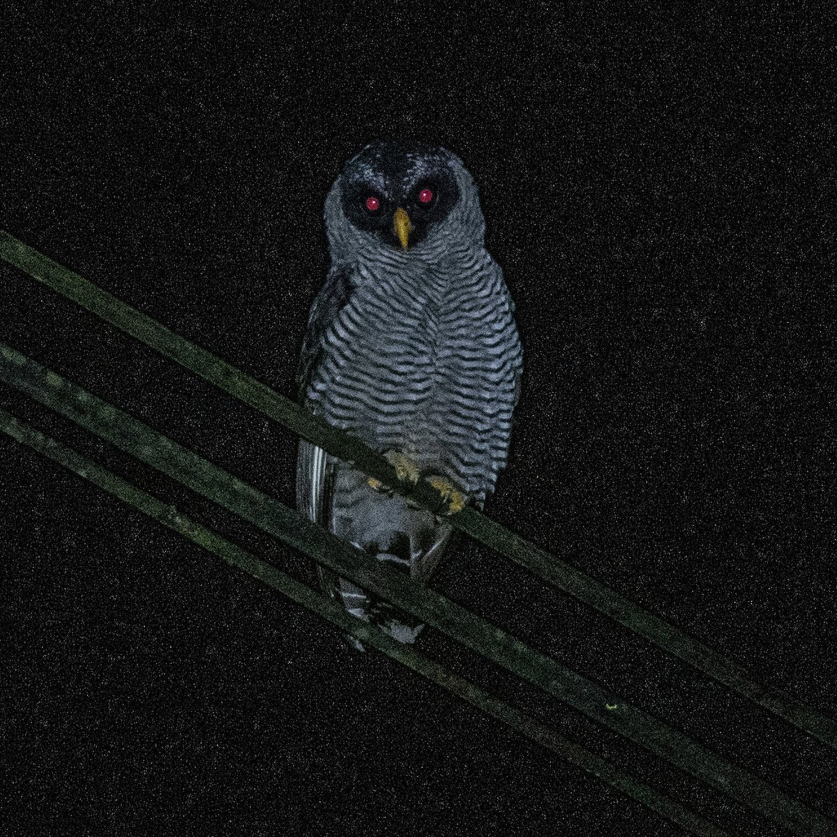 Black-and-white Owl - ML617833804