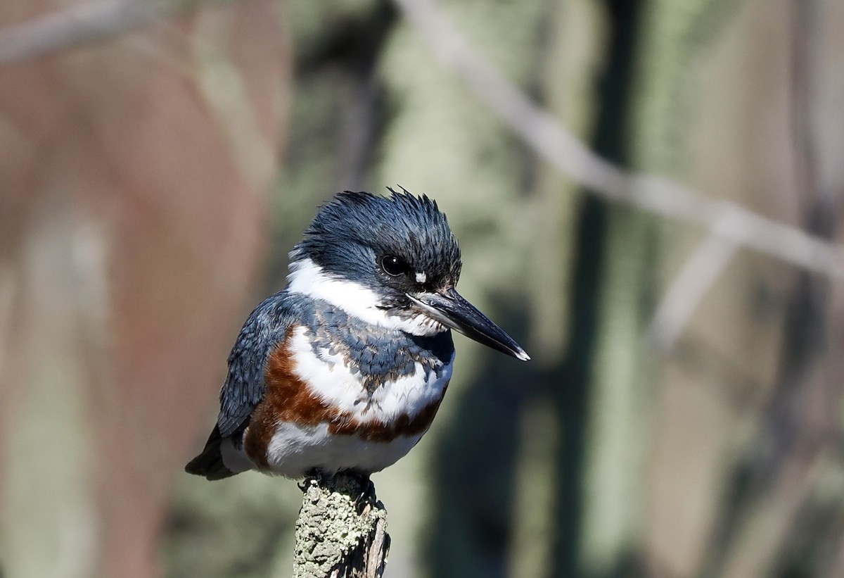 Belted Kingfisher - ML617833817