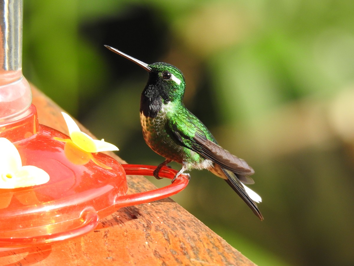 kolibřík skvrnoocasý - ML617833818