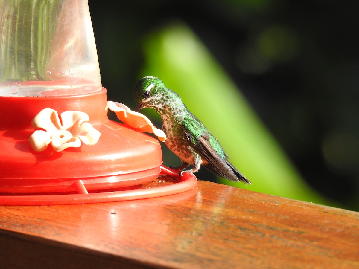 kolibřík skvrnoocasý - ML617833821