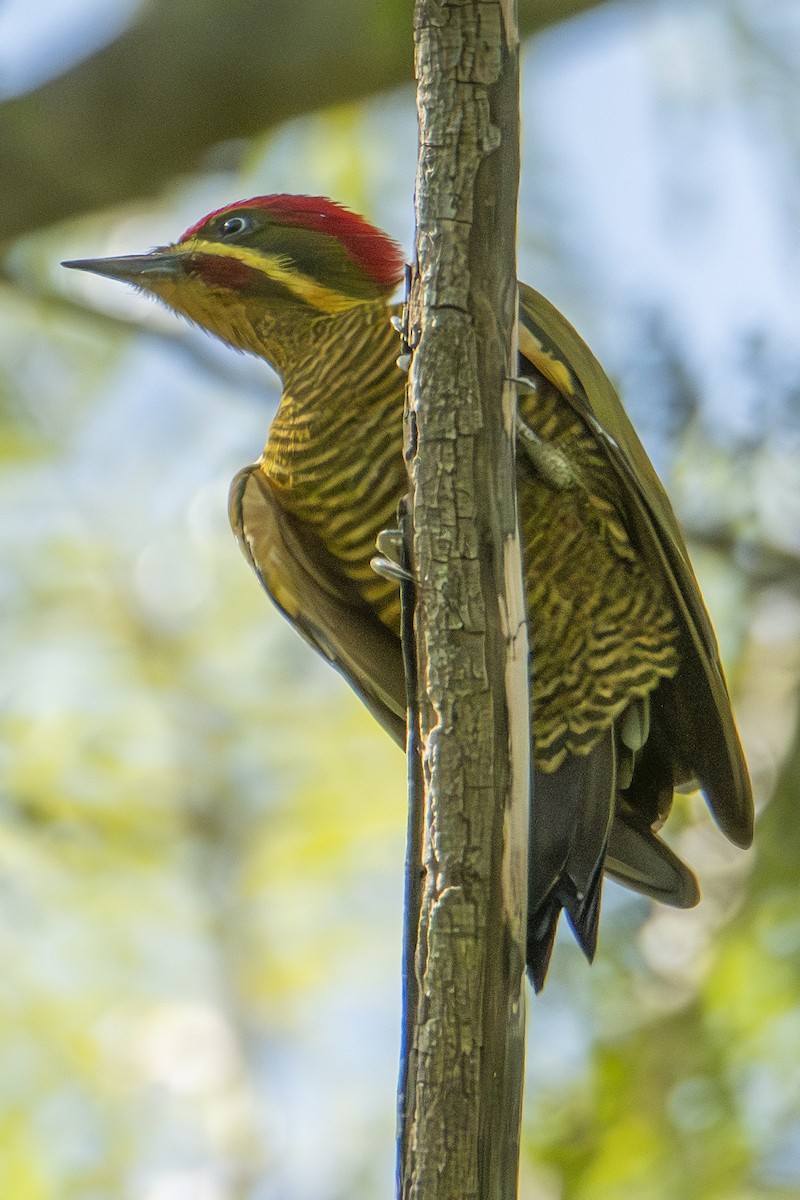 Golden-green Woodpecker - ML617833828
