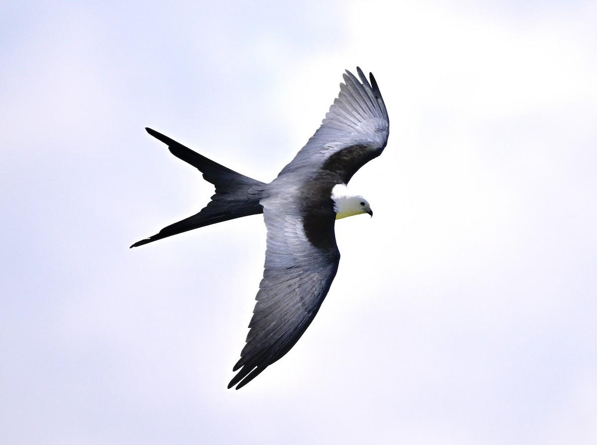 Swallow-tailed Kite - Yves Darveau